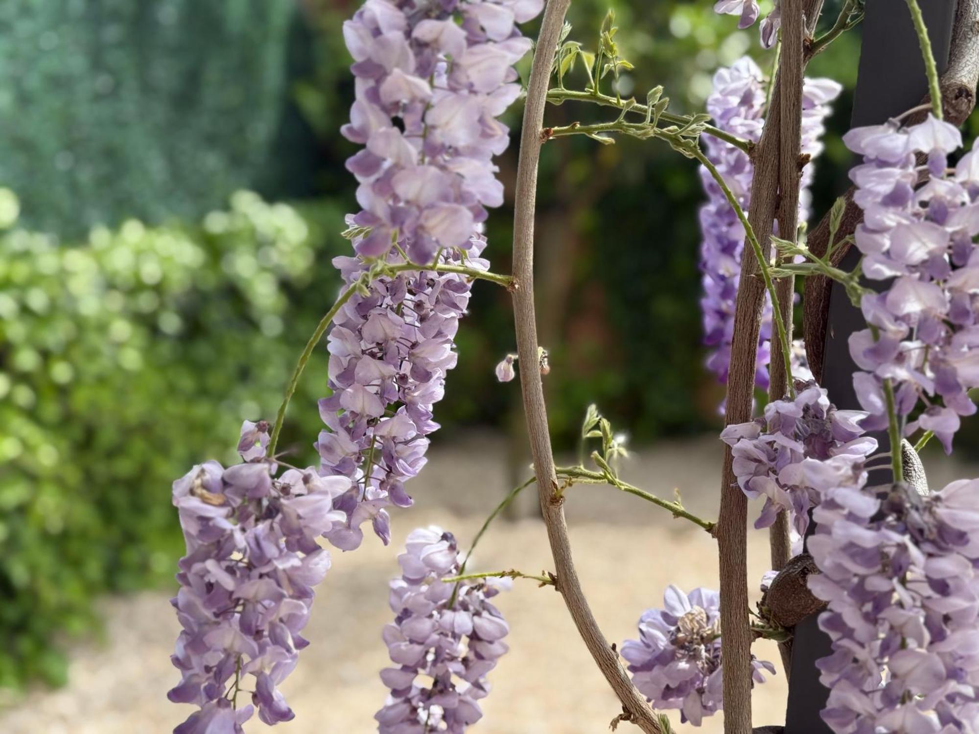 Bakea Apto Con Jardin Privado Bakio Ngoại thất bức ảnh